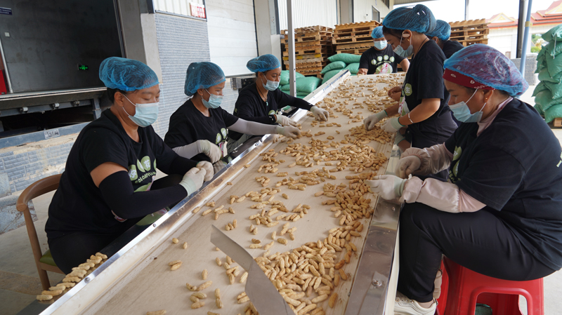 花花生加工现场。谢鑫莹摄