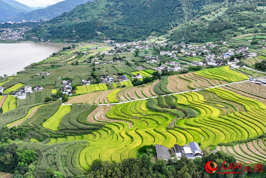 大理云龙澜沧江畔的秋收场景。李永康摄
