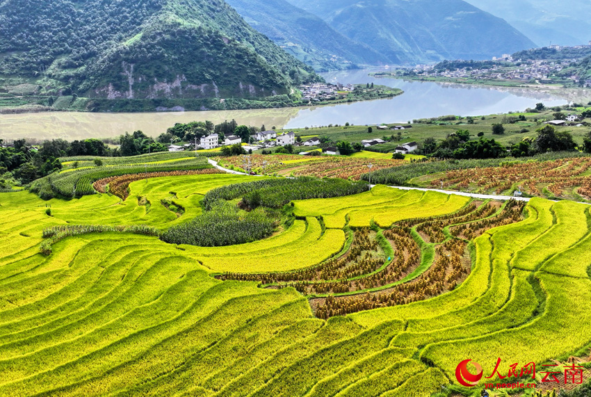 大理云龙澜沧江畔的秋收场景。李永康摄