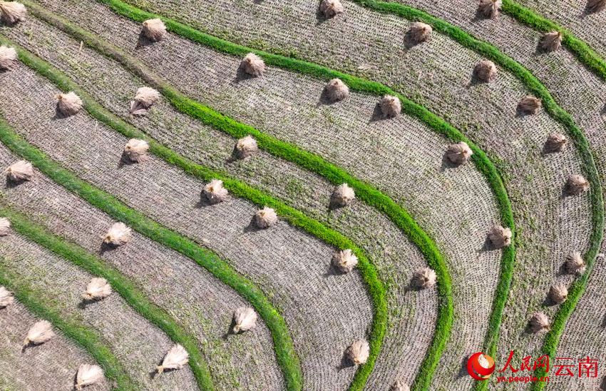 大理云龙澜沧江畔的秋收场景。李永康摄