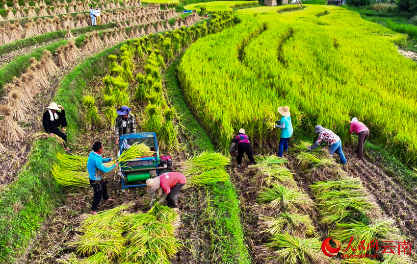 大理云龙澜沧江畔的秋收场景。李永康摄