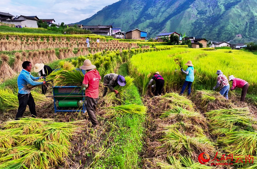 大理云龙澜沧江畔的秋收场景。李永康摄