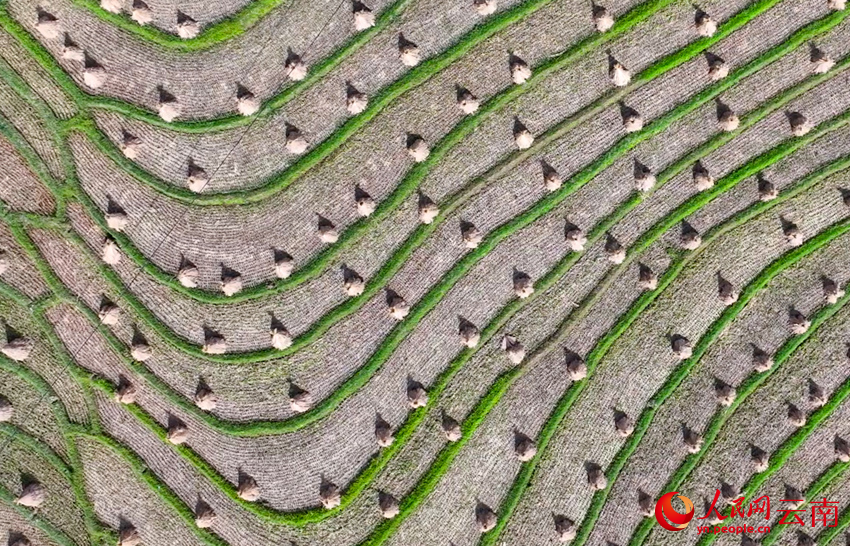 6大理云龙澜沧江畔的秋收场景。李永康摄