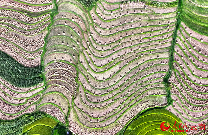 大理云龙澜沧江畔的秋收场景。李永康摄