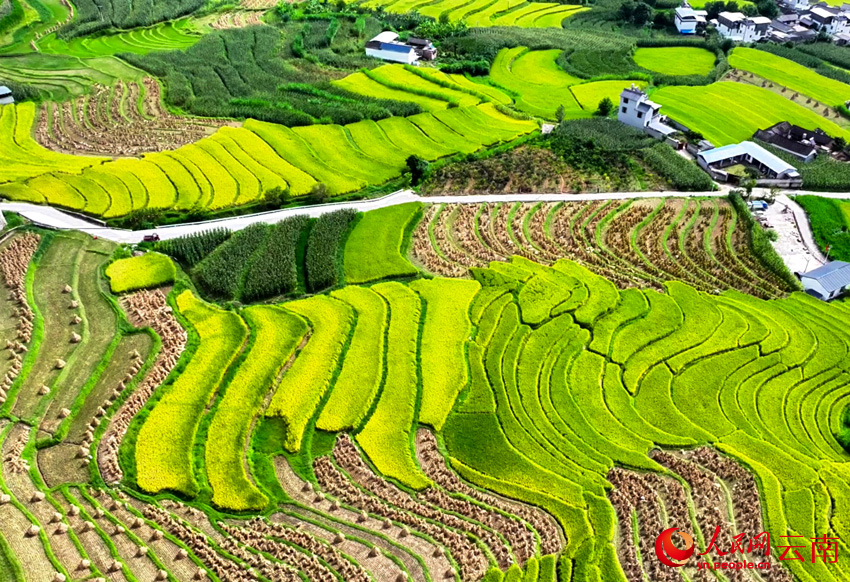 大理云龙澜沧江畔的秋收场景。李永康摄