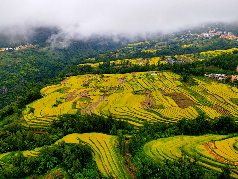 雲南永善：千畝梯田泛金黃 稻浪翻滾迎豐收