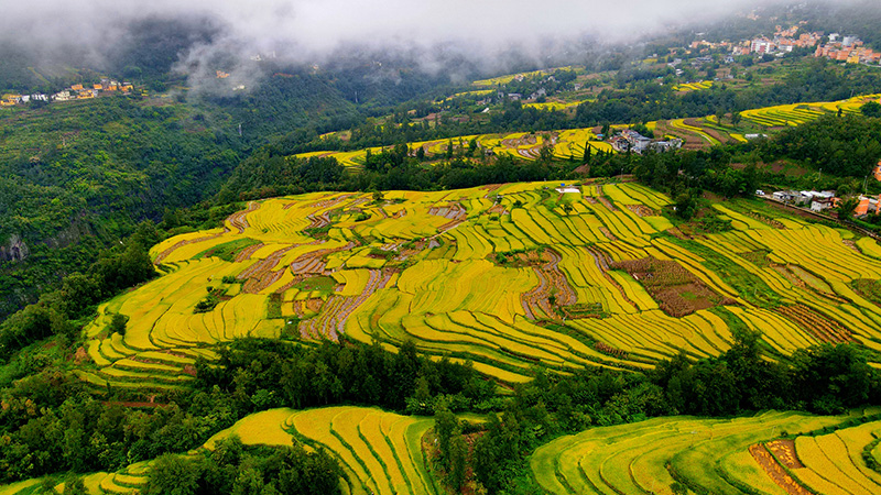 云南永善：千亩梯田泛金黄 稻浪翻滚迎丰收