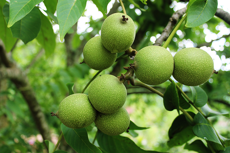 樹枝挂滿核桃。景東縣融媒體中心供圖
