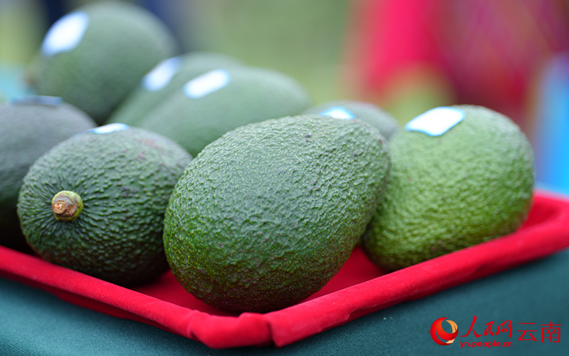 参加“果王”评比的牛油果。人民网记者-虎遵会摄