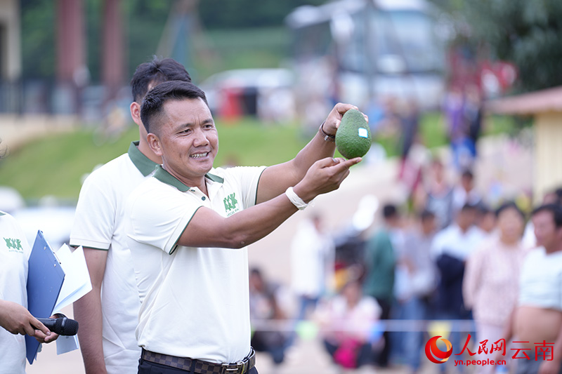 牛油果“果王”评比展示。人民网记者 虎遵会摄