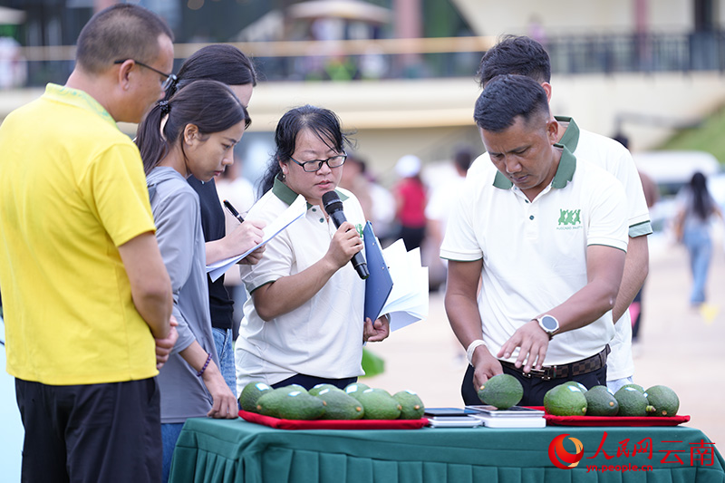 牛油果“果王”评比。人民网记者-虎遵会摄