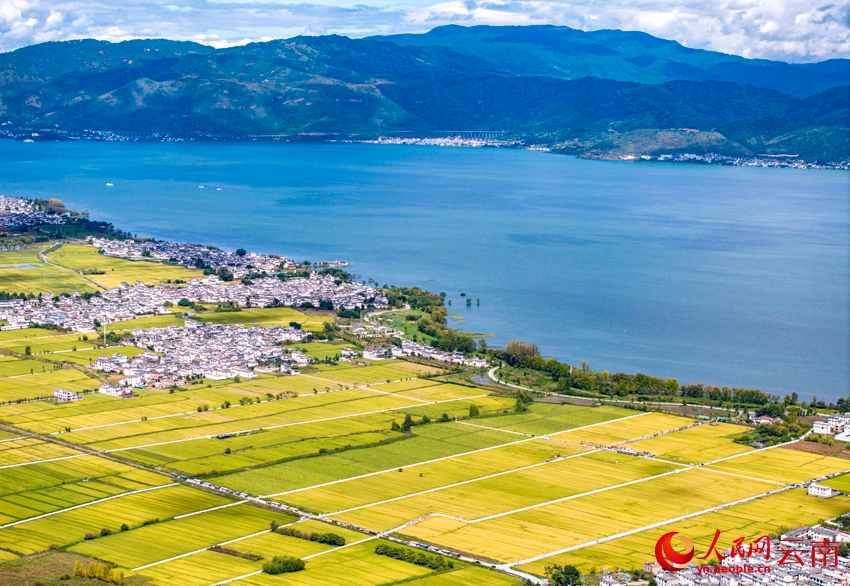 洱海之畔的田园秋景。杨继培摄