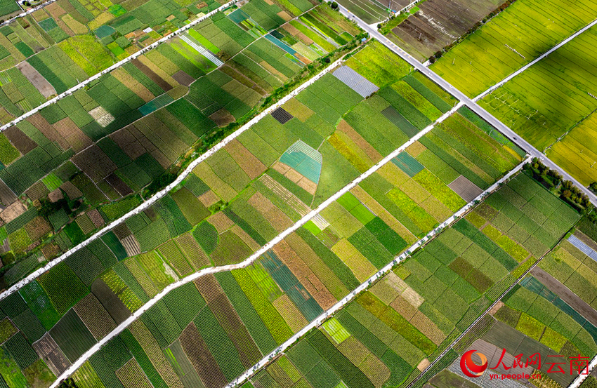 洱海之畔的田园秋景。杨继培摄