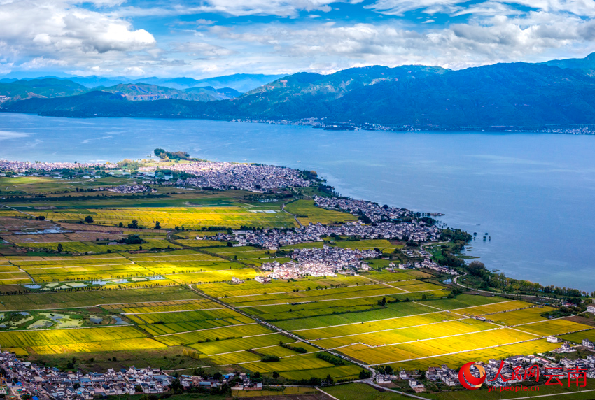 洱海之畔的田园秋景。杨继培摄