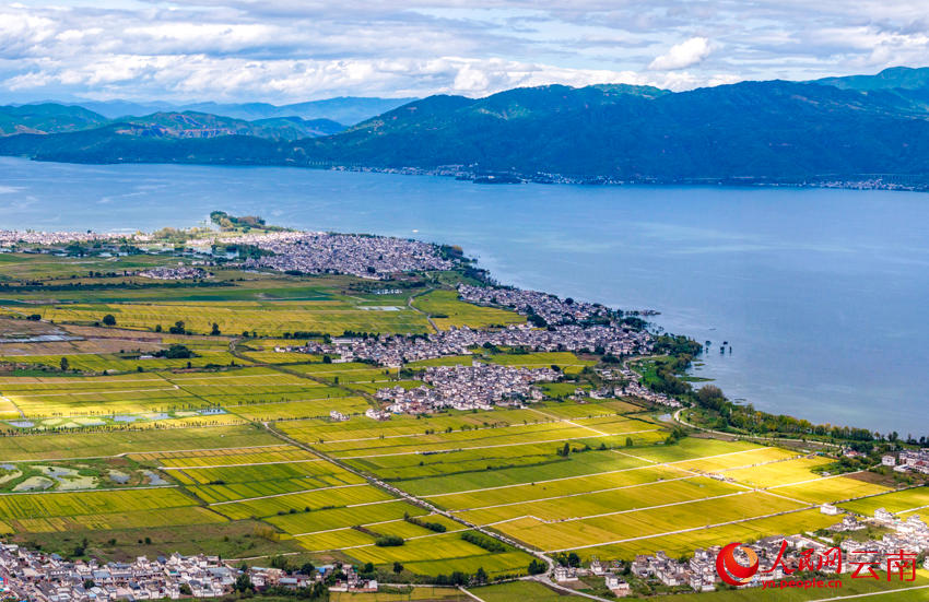 洱海之畔的田园秋景。杨继培摄