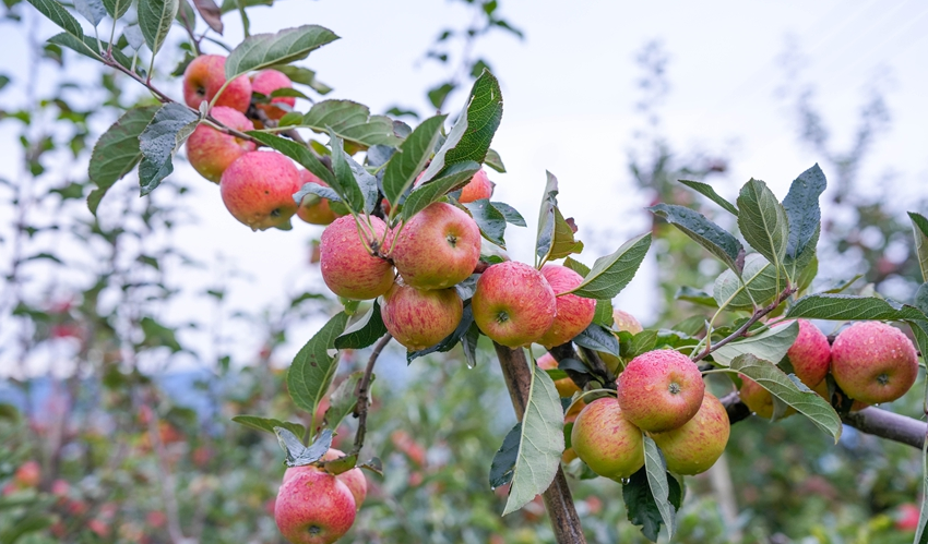 Apples bring prosperity to villagers in SW China's Yunnan