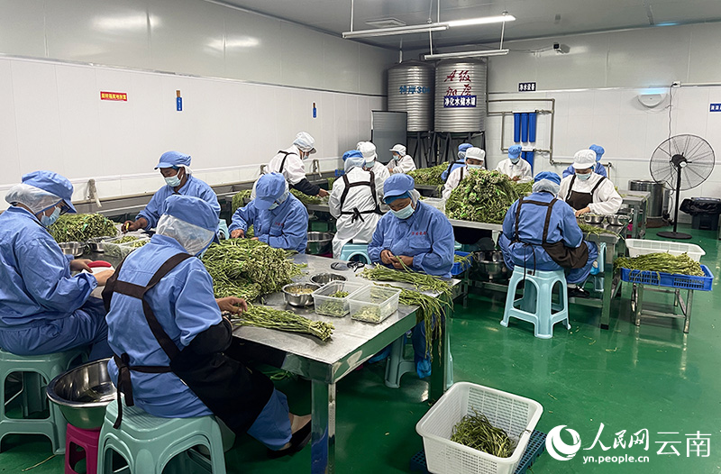 车间内务工人员忙着分拣贡菜。人民网记者 程浩摄