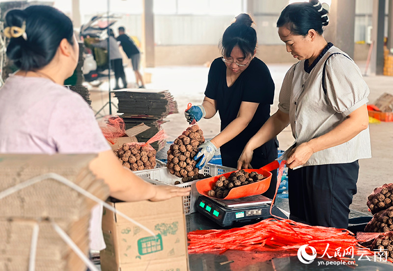 【2】工作人員正在為核桃稱重打包核桃打包。人民網 尹馨攝