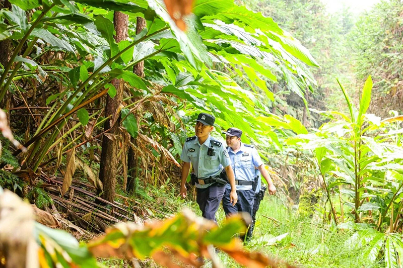 民警到草果种植区巡逻。