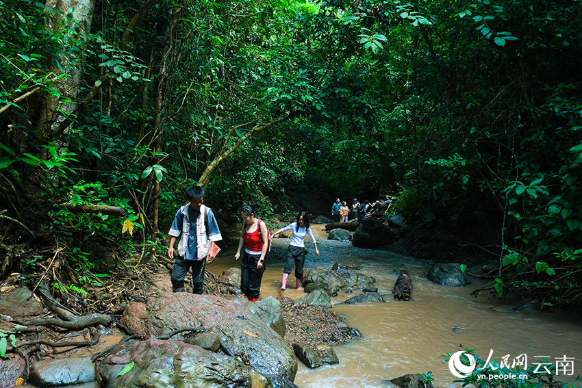 徒步队伍穿行于西双版纳基诺山雨林的溪流之中。人民网 曾智慧摄
