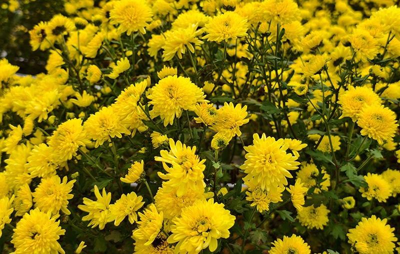 皇菊缀满枝头-2025年10月14日摄