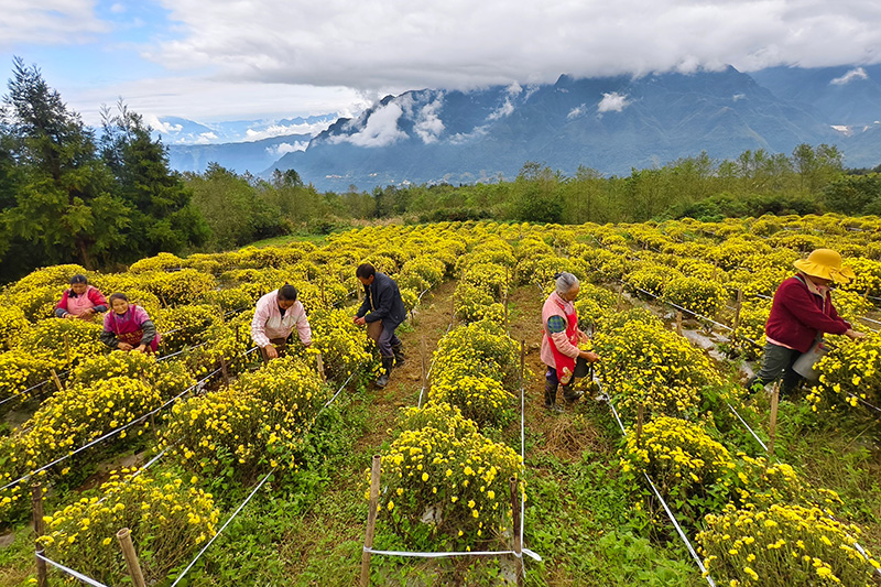 群众正忙碌地采摘皇菊。
