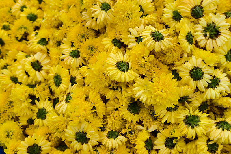 金黄的皇菊-2025年10月14日摄