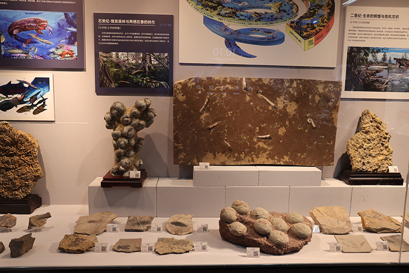 基地展示的化石。