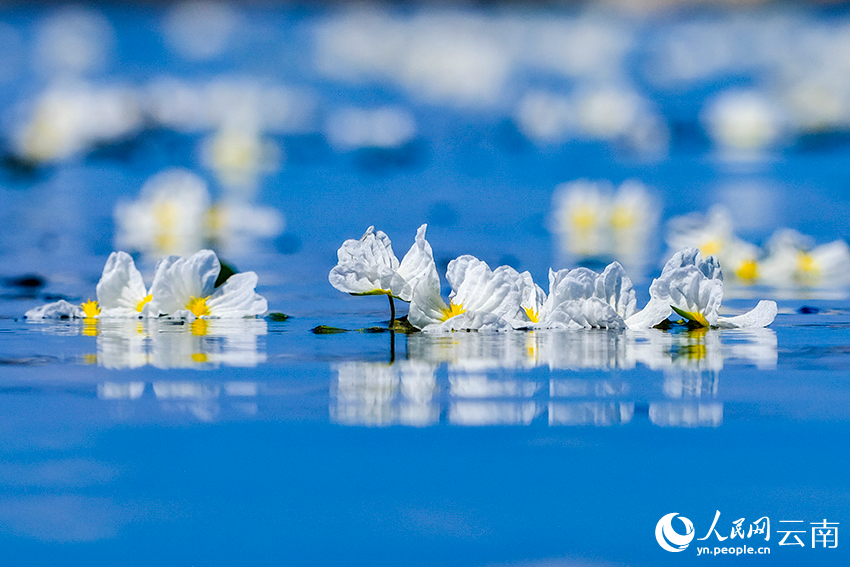 洱海里盛开的海菜花。杨继培摄