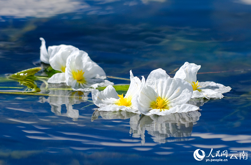 洱海里盛开的海菜花。杨继培摄