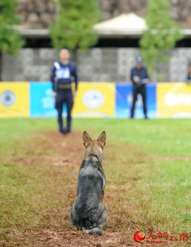 2025昆明犬展评暨服从训练比赛现场。张松摄