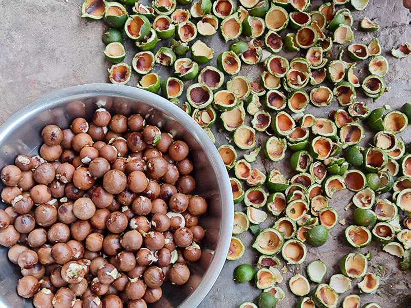 剥皮后的坚果。镇沅县融媒体中心供图