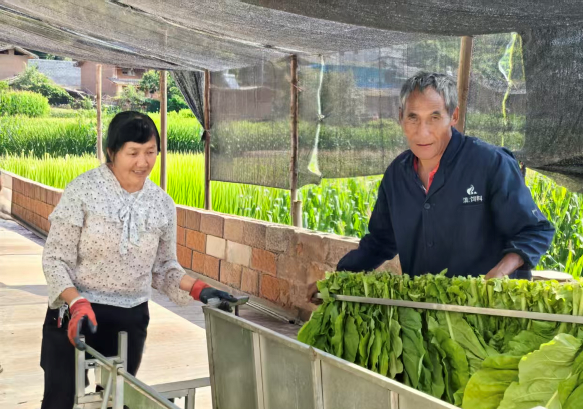 农户正在使用新农具。彭鑫摄