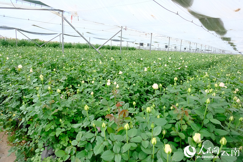 通海是最适宜花卉种植的区域之一。图为通海温室大棚内种植的鲜切花。人民网-曾智慧摄