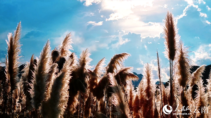 文山丘北普者黑景区风景如画。张伟鹏摄