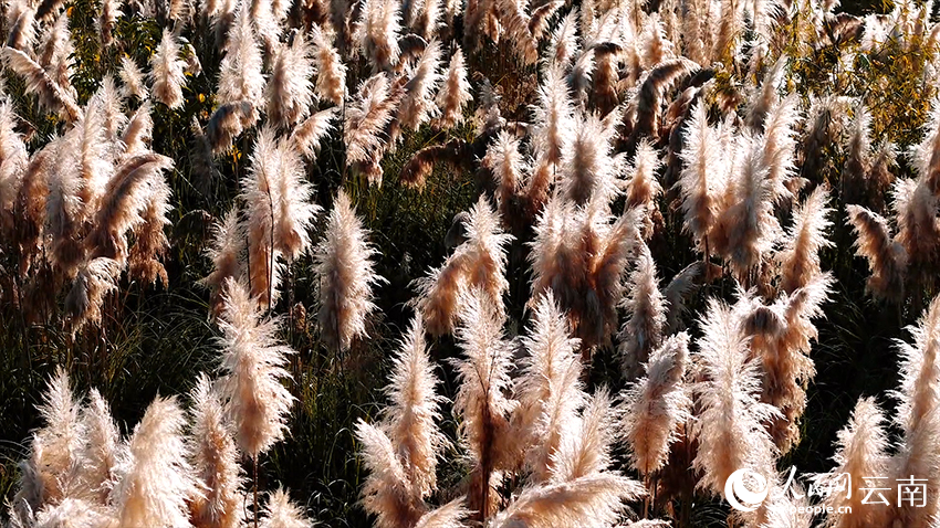 文山丘北普者黑景区风景如画。张伟鹏摄