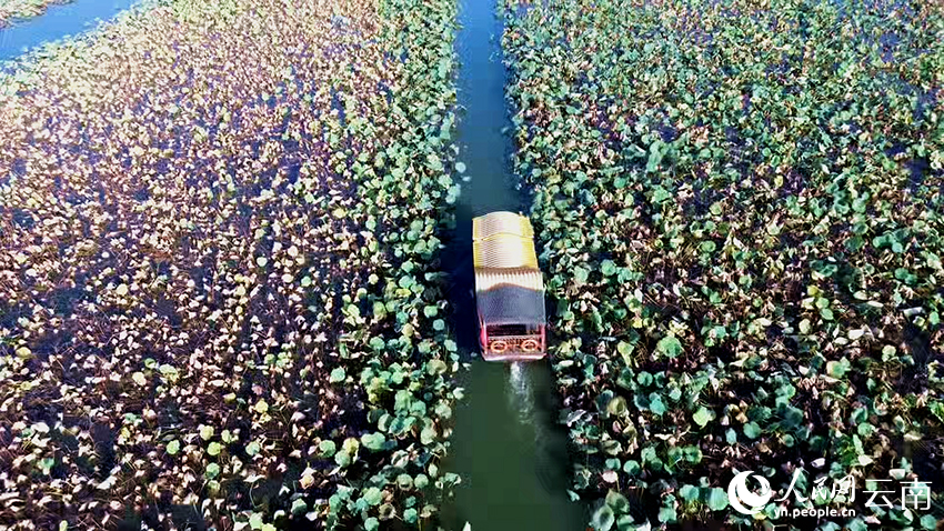 文山丘北普者黑景区风景如画。张伟鹏摄