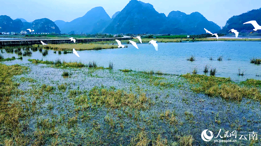 文山丘北普者黑景区风景如画。赵欣摄