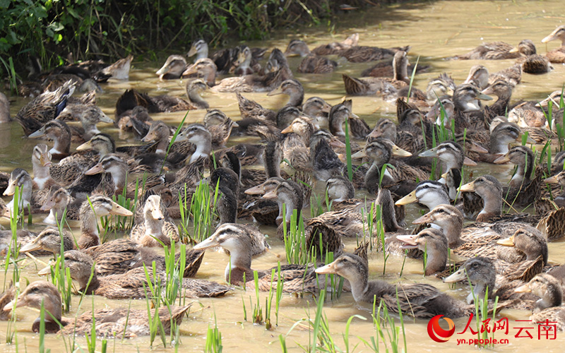 成群的梯田鸭。赵龙云摄