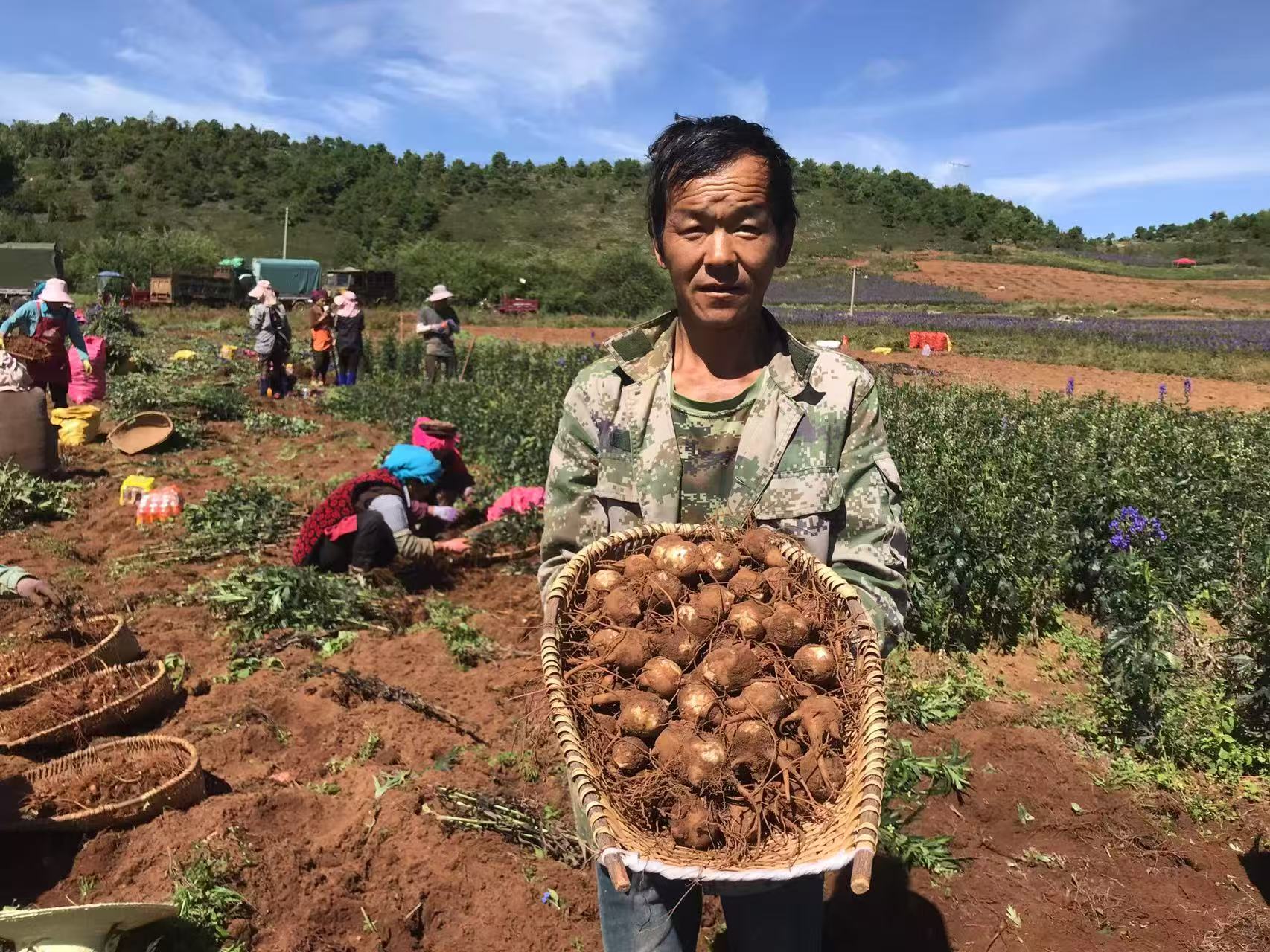 新峰村挖附子 罗春芳 拍摄 (1)