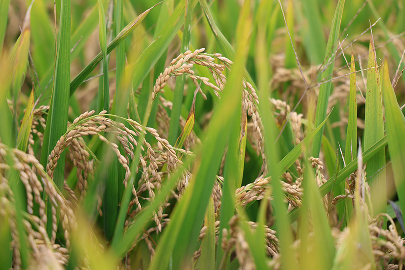 旱地优质稻-郭斯维摄-2025年10月24日