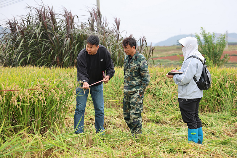 专家团队正在丈量测产面积-郭斯维摄-2025年10月24日