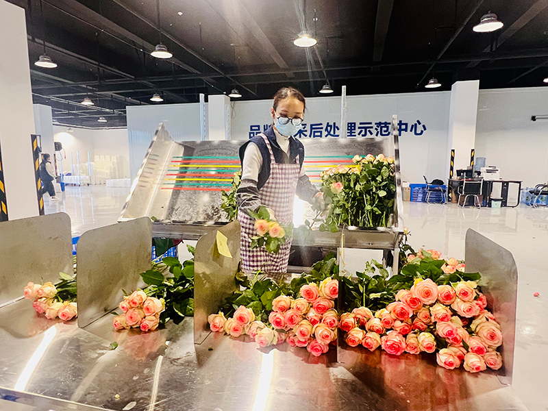 进驻交易中心花卉企业工作人员现场分拣花卉