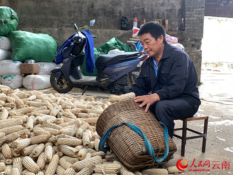郭朝平正在晾晒玉米。人民网 王娴摄