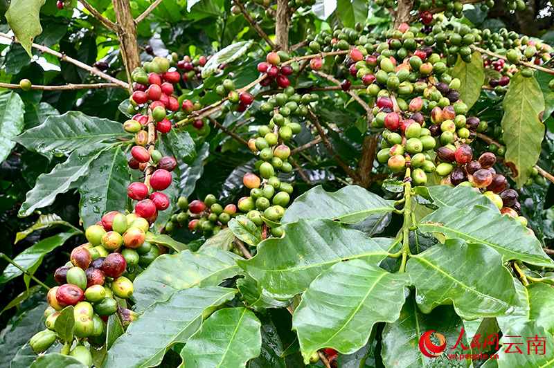 富宝新村咖啡地里的咖啡正在转色期。人民网 王娴摄