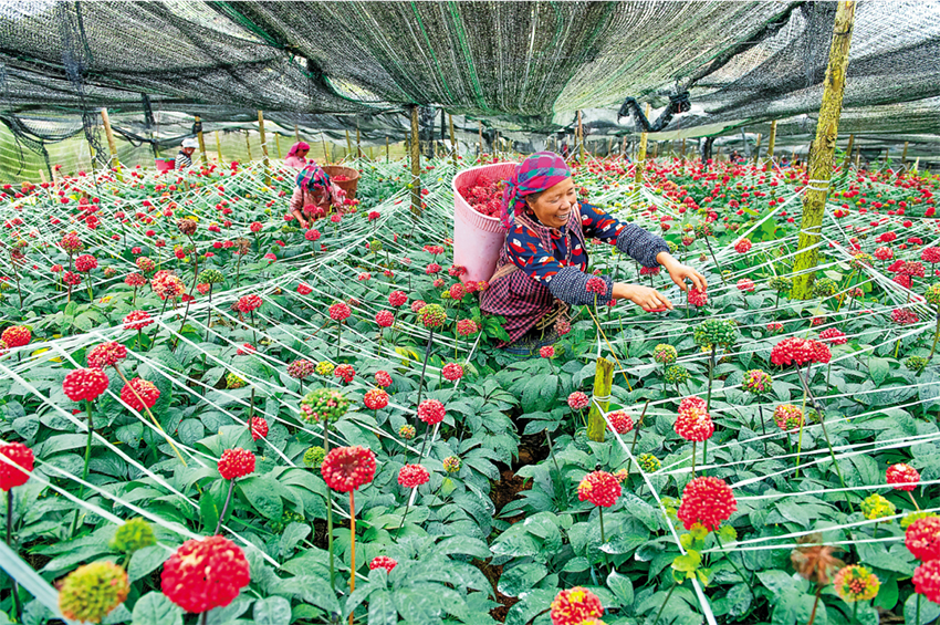 文山三七。文山市融媒体中心供图