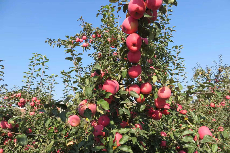 昭阳区大桥村红彤彤的苹果挂满枝头