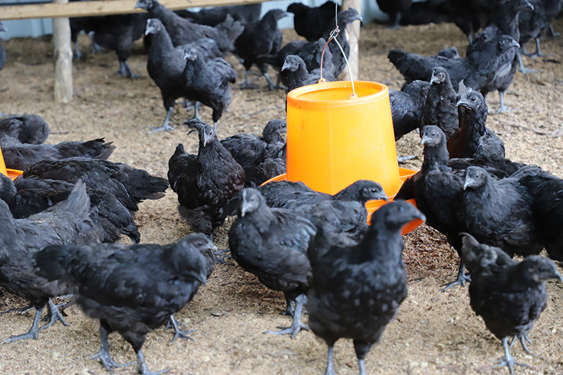 盐津县兴隆乡蒿枝村生态机乌鸡养殖基地-(图为当地群众养殖的乌骨鸡)