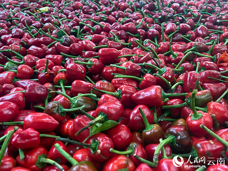 待烘烤鮮辣椒。人民網記者-程浩攝