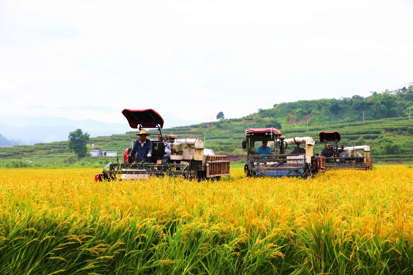 雲南景東：田野遍涌豐收浪
